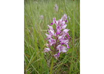 Helm-Knabenkraut (Orchis militaris) - © Philipp Sengl